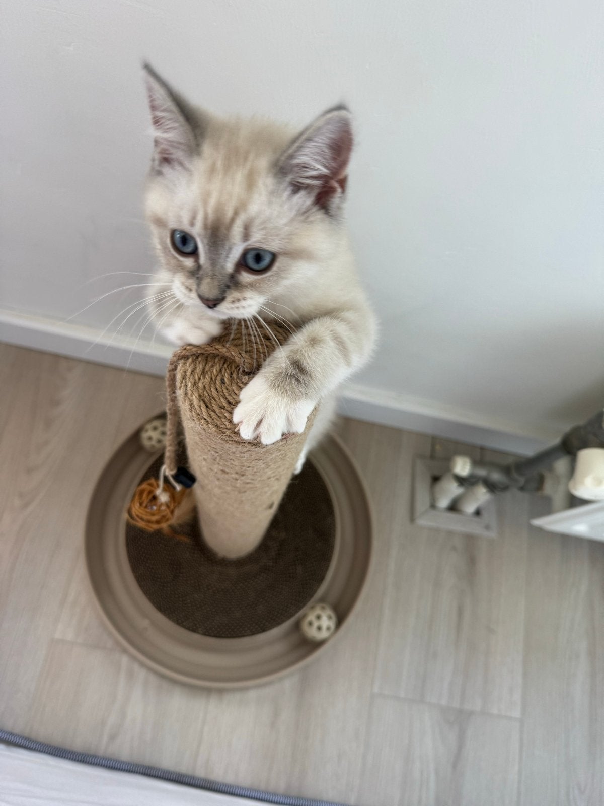 Ragdoll/ britse korthaar kitten direct verhuizen, Poes