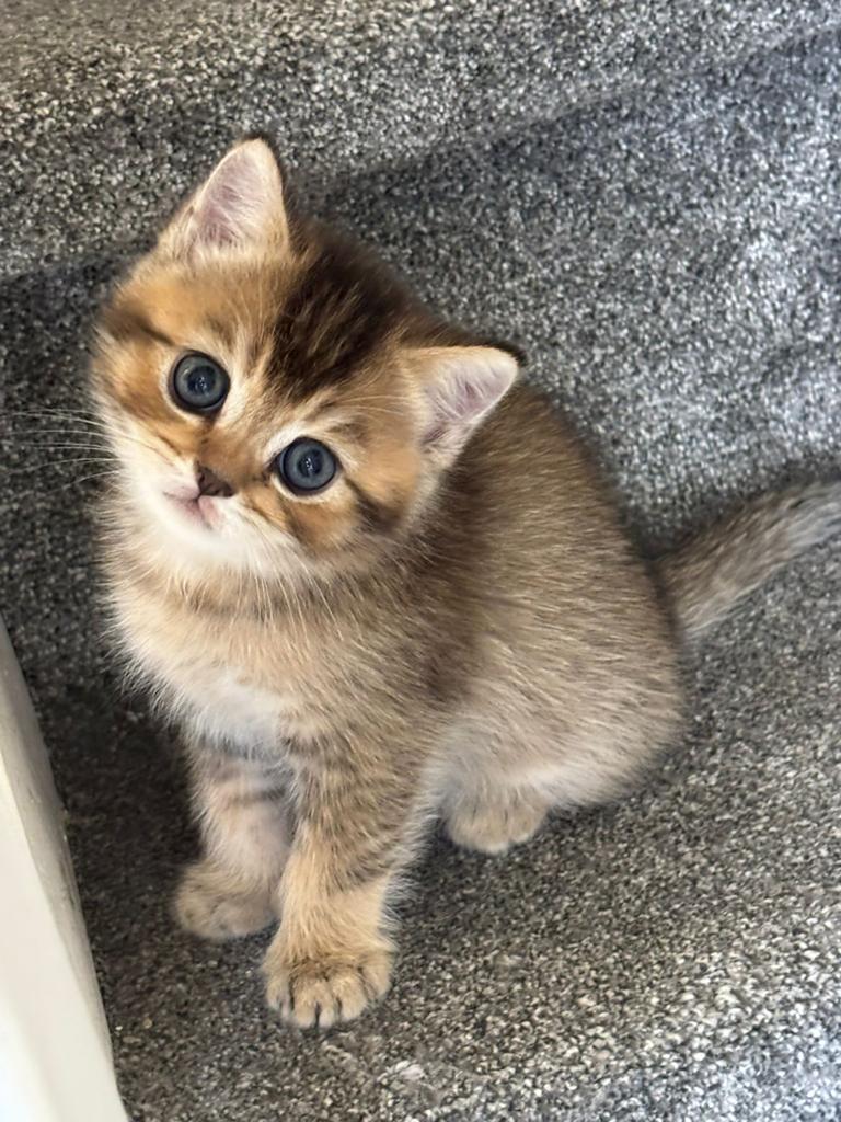 Brits korthaar mannetje, Dieren en Toebehoren, Kater, Kortharig, 0 tot 2 jaar