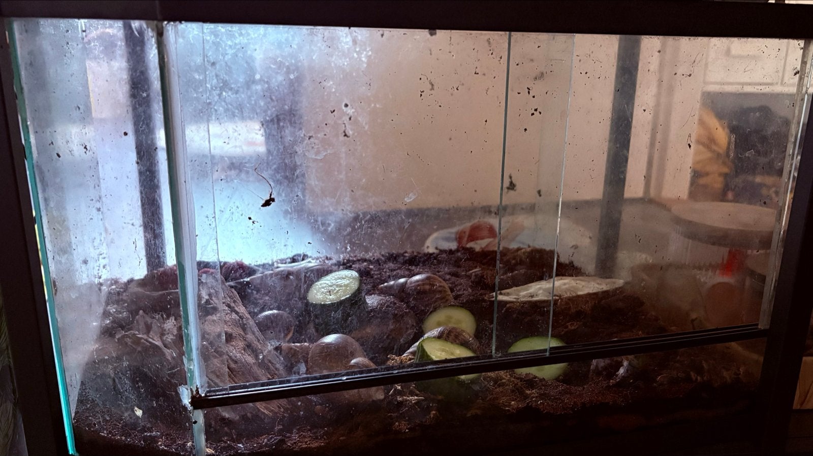 6 afrikaanse reuze slakken inclusief terrarium, April, Meerdere dieren