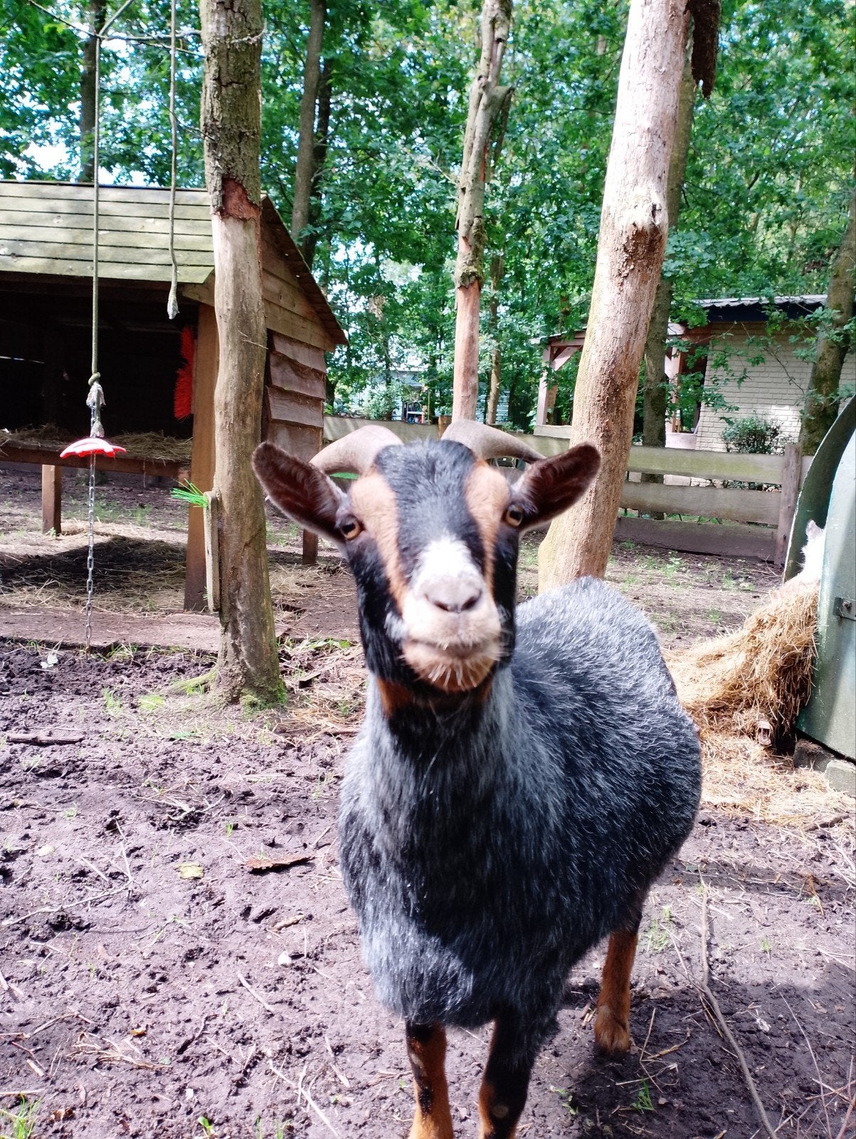 Goed huisje gezocht voor Bert en Bart, Mannelijk, Geit, 3 tot 5 jaar