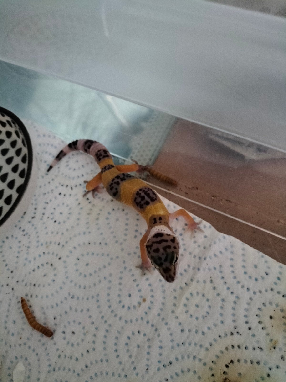 Baby luipaard gekko, Dieren en Toebehoren, Reptielen en Amfibieën, Hagedis, 0 tot 2 jaar