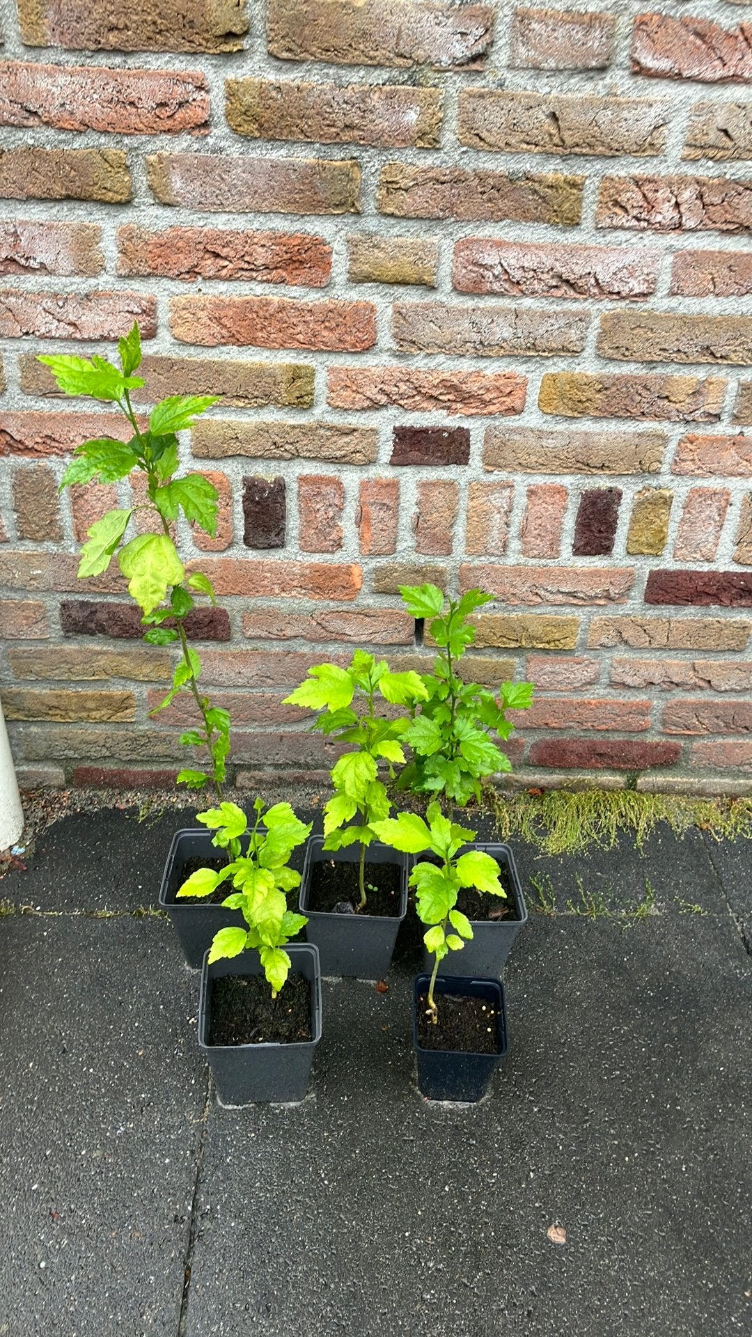 Jonge Hibiscus planten - Diverse maten, Tuin en Terras, Planten | Tuinplanten, Volle zon, Vaste plant, Zomer, Ophalen