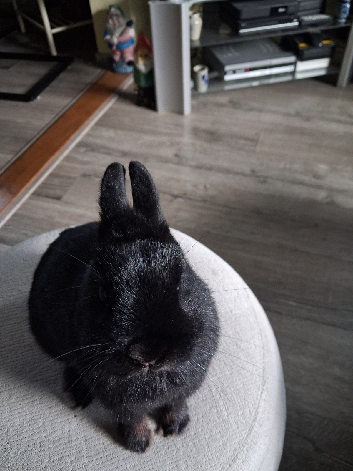 dwergkonijn, Mannelijk, Dwerg, 0 tot 2 jaar