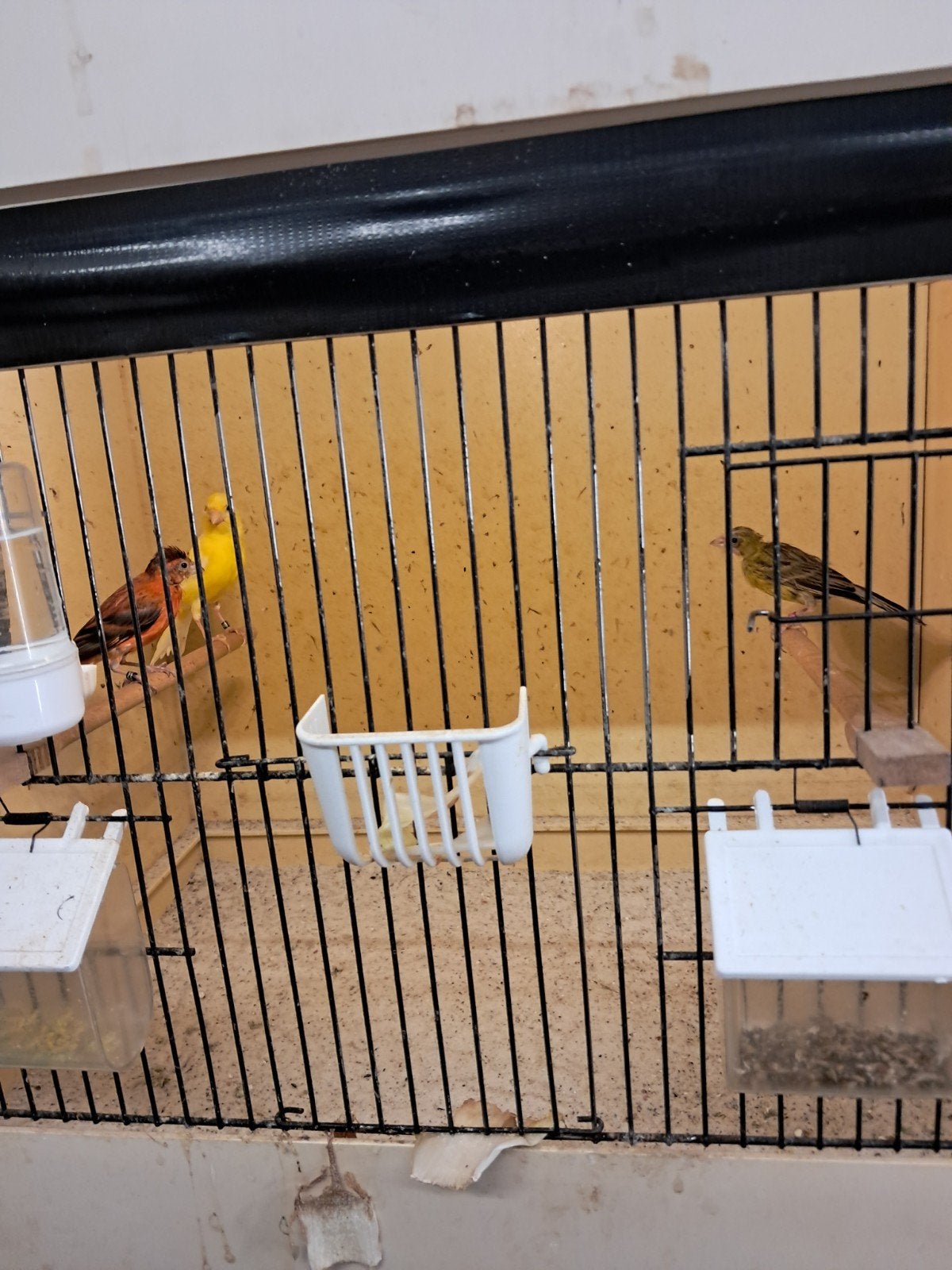 F1 kapoetsensijs en 2 raza poppen, Meerdere dieren, Geringd