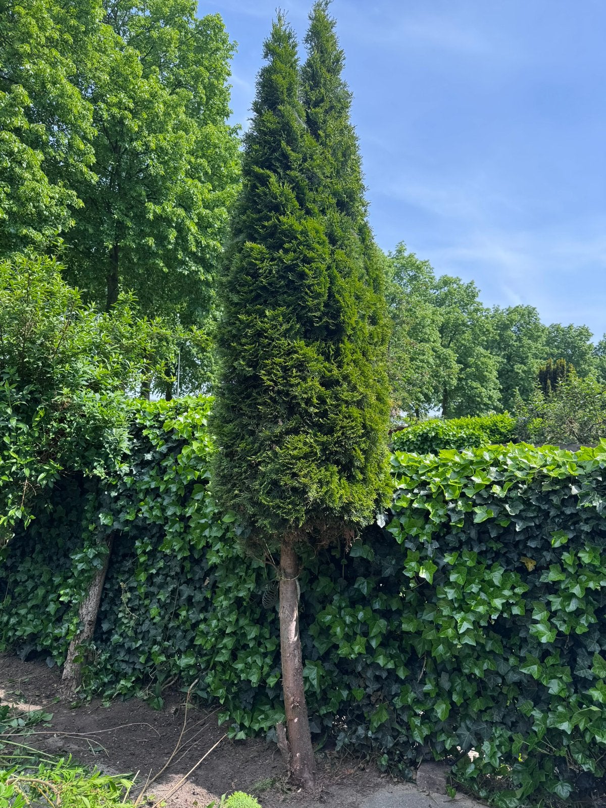 Boom, Tuin en Terras, Planten | Bomen, Ophalen, Volle zon, Overige soorten, 250 tot 400 cm