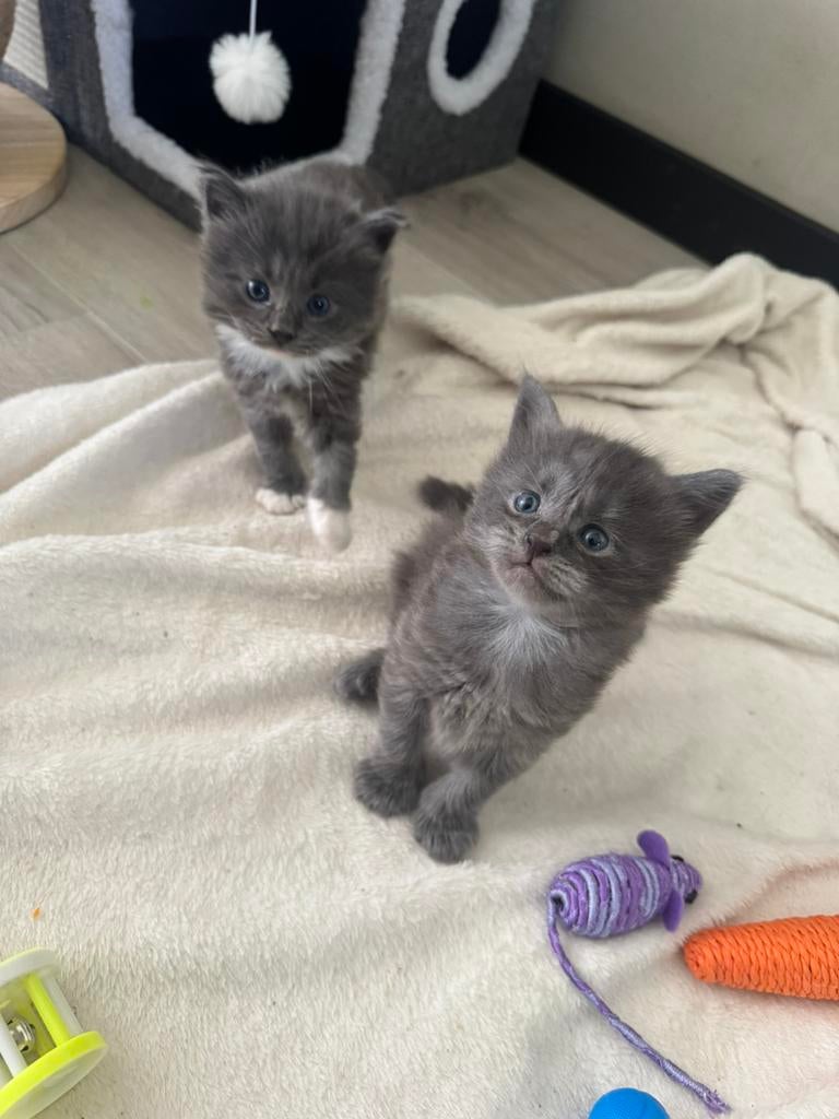 Prachtige mainecoon/ragdoll kittens, Dieren en Toebehoren, Katten en Kittens | Raskatten | Langhaar, Poes, Ontwormd, 0 tot 2 jaar