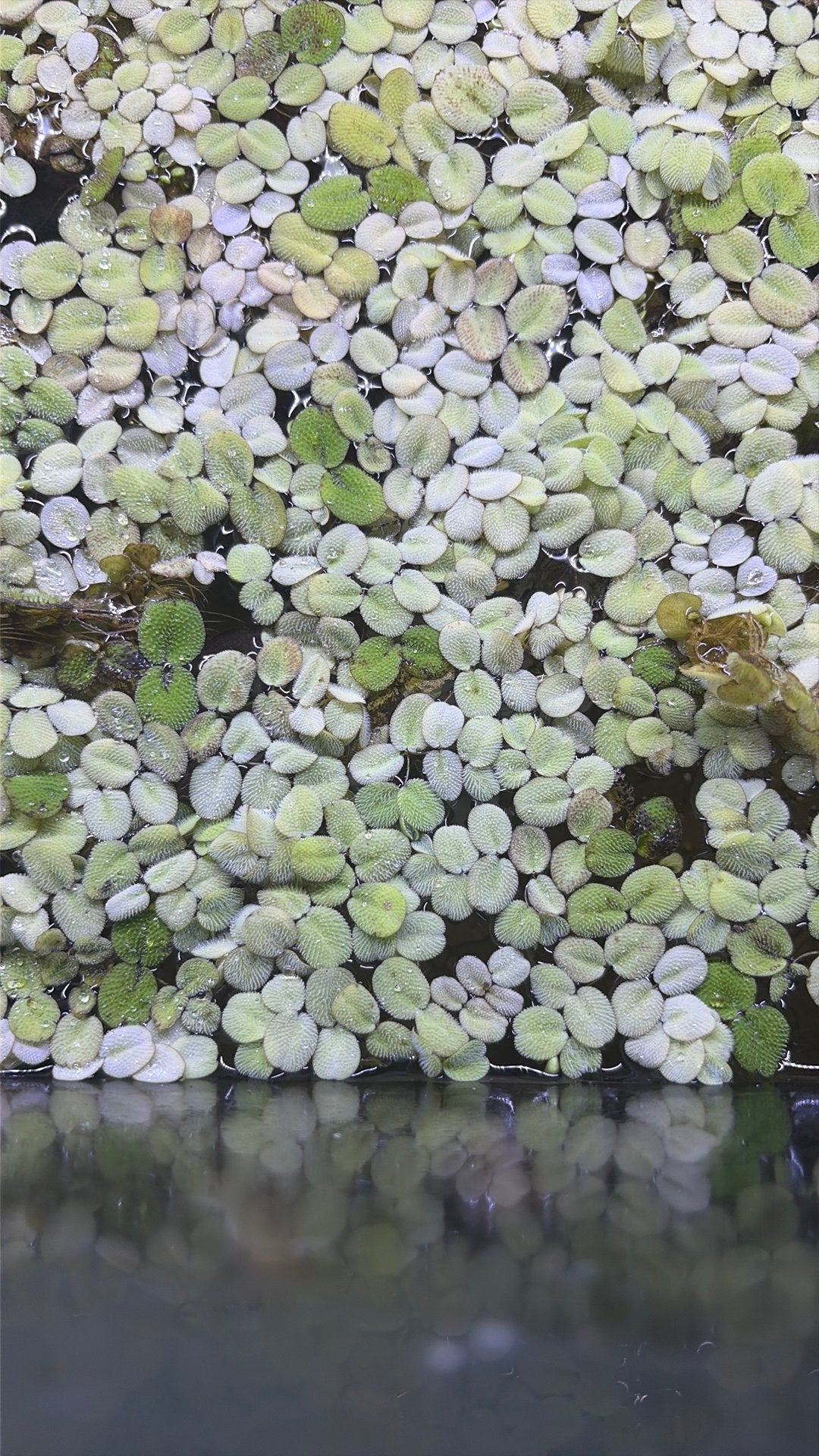 Drijfplanten, Dieren en Toebehoren, Vissen | Aquaria en Toebehoren, Ophalen of Verzenden, Nieuw, Plant(en), Steen of Hout