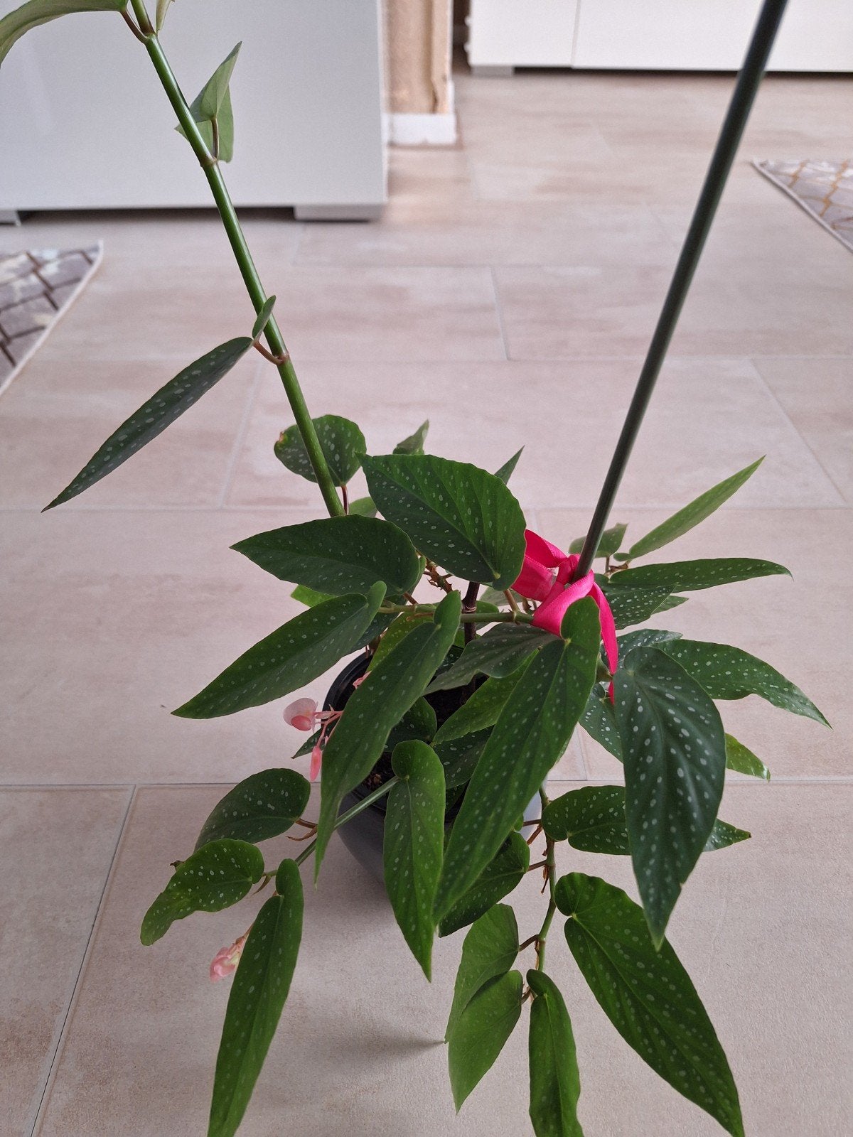 begonia tamaya plant, Ophalen, Halfschaduw, Minder dan 100 cm