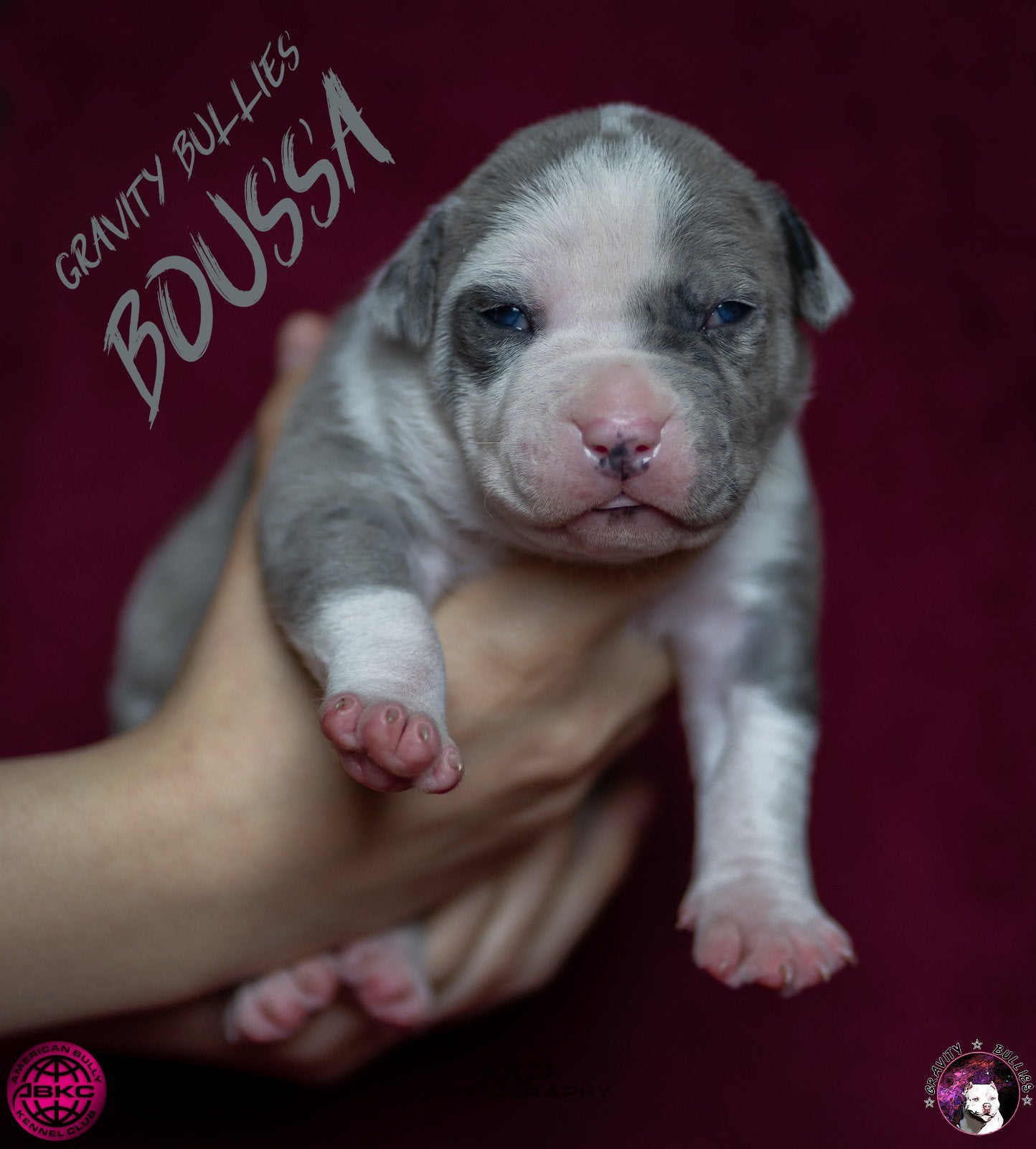American Bully XL en pocket Dekreu Merle Tricolor, Dieren en Toebehoren, België, Fokker | Hobbymatig, Reu, 1 tot 2 jaar