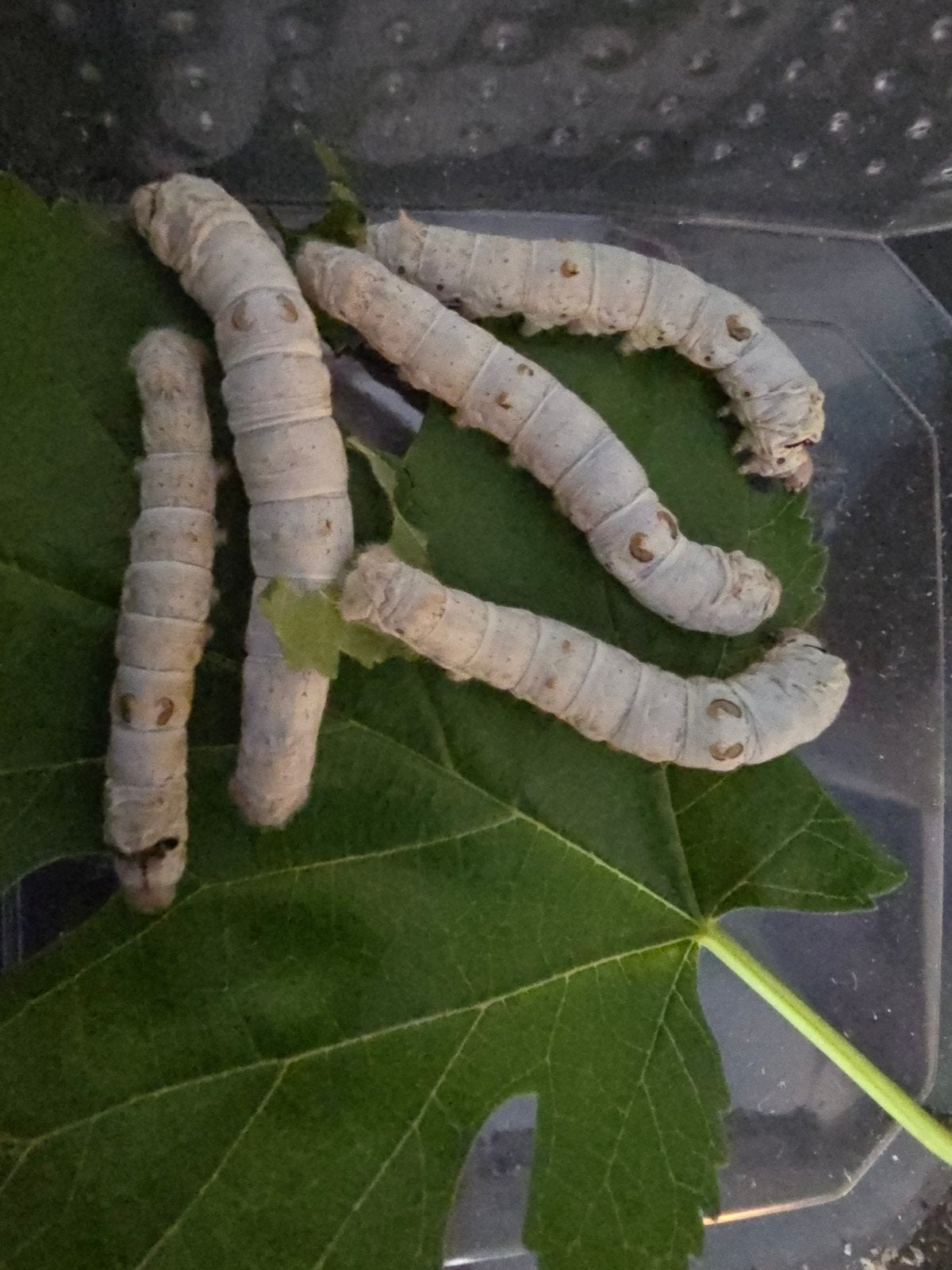 Zijderupsen 3-6cm, Overige soorten, 0 tot 2 jaar