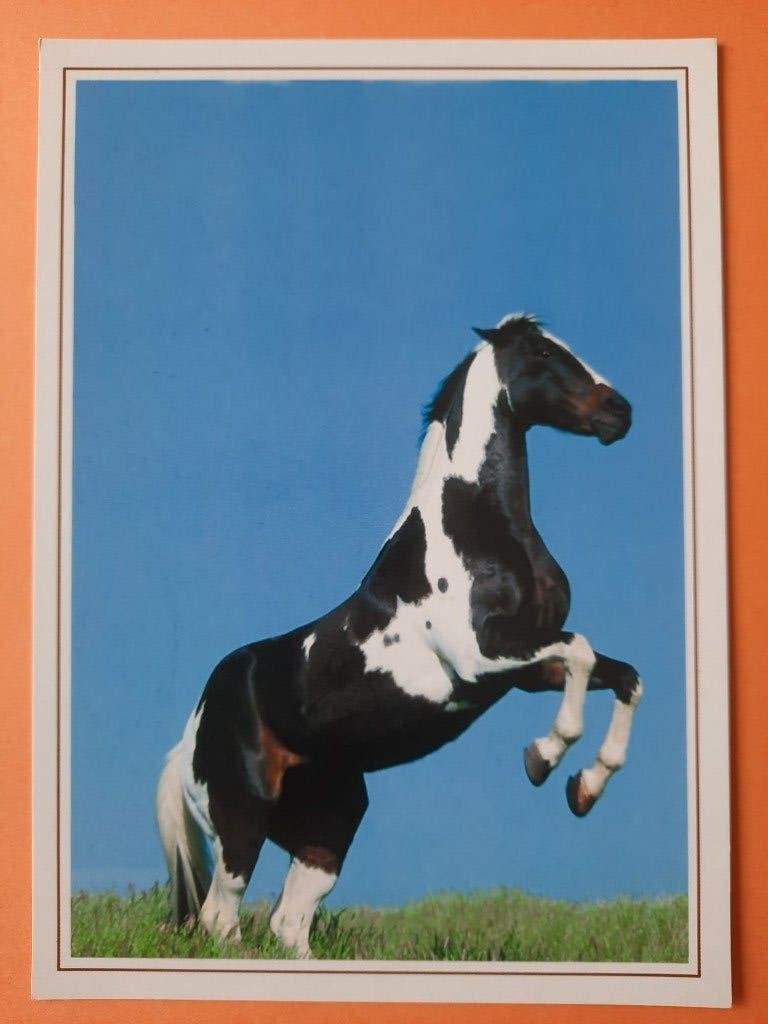 ansichtkaart paard veulen, Verzamelen, Ansichtkaarten | Dieren, Ophalen, 1980 tot heden, Ongelopen, Paard
