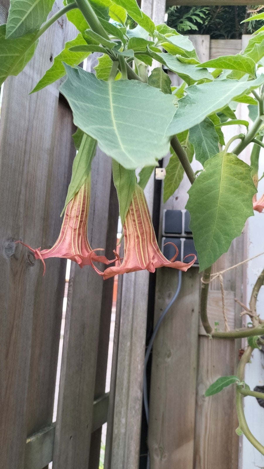 brugmansia / Engelen trompet koude groep, Vaste plant, Halfschaduw, Lente, Ophalen