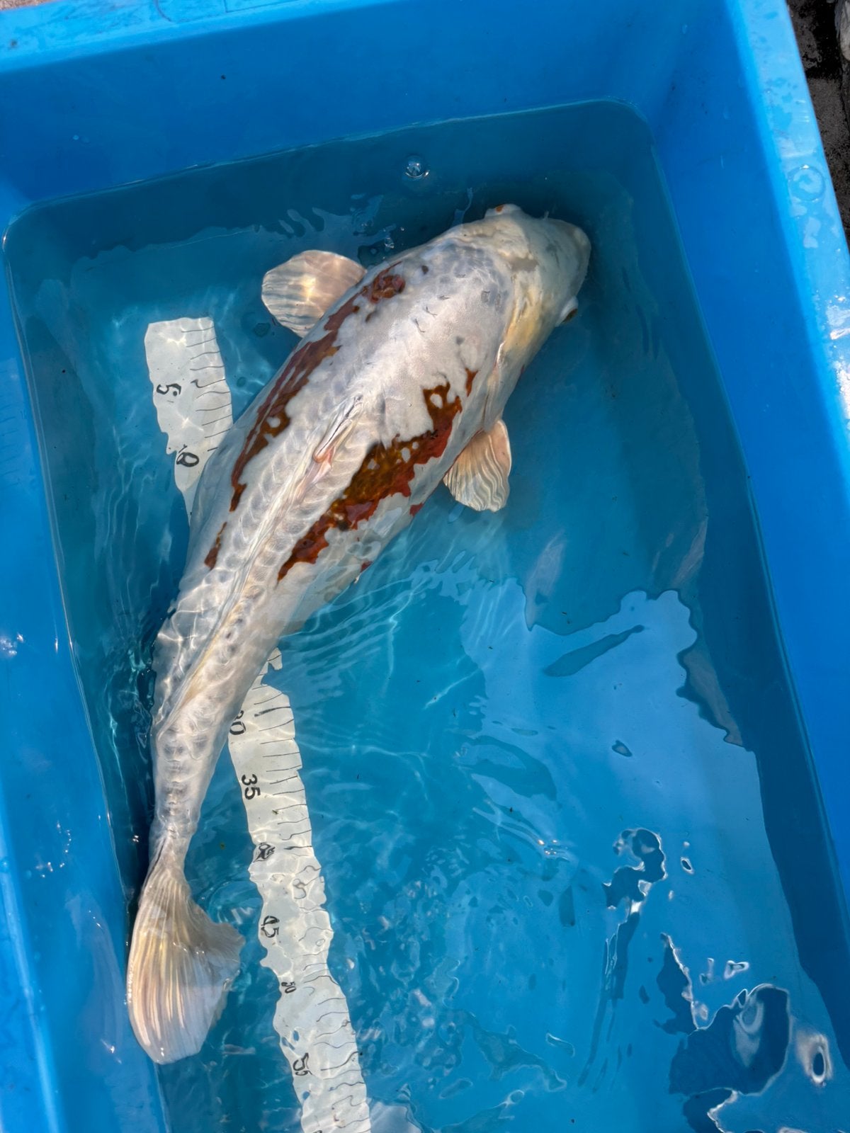 Prachtige japanse kooi karpers, Dieren en Toebehoren, Vissen | Vijvervissen, Karper of Koi