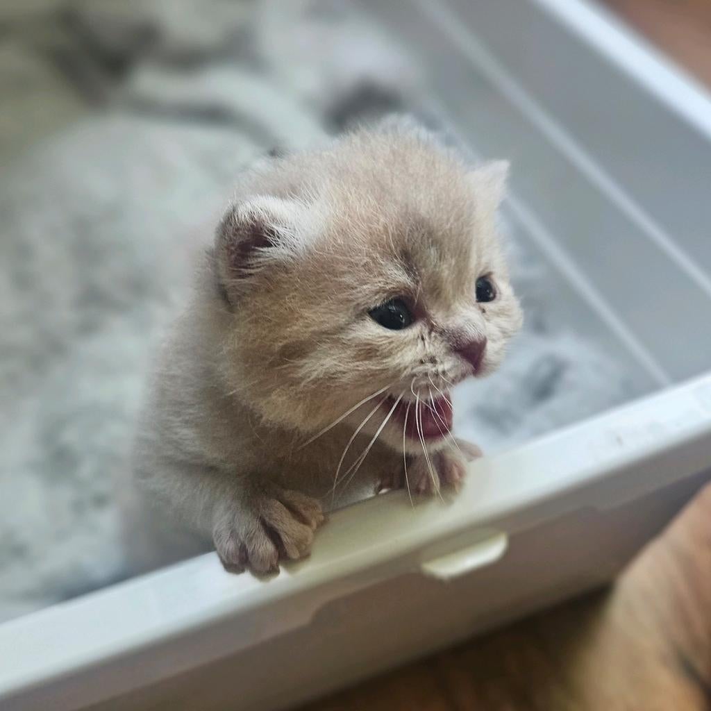 Britse korthaar x langhaar kittens, Kater, Gechipt, 0 tot 2 jaar
