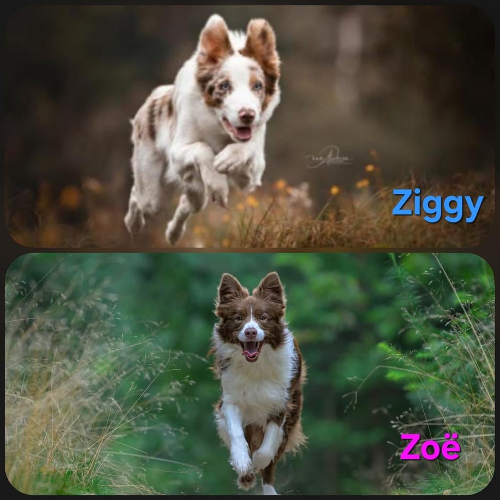 Border Collie puppy's, Overige rassen, Meerdere, Meerdere dieren, Nederland