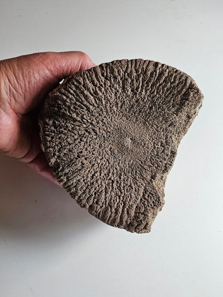 mammoetwervel, Verzamelen, Mineralen en Fossielen, Ophalen of Verzenden, Fossiel
