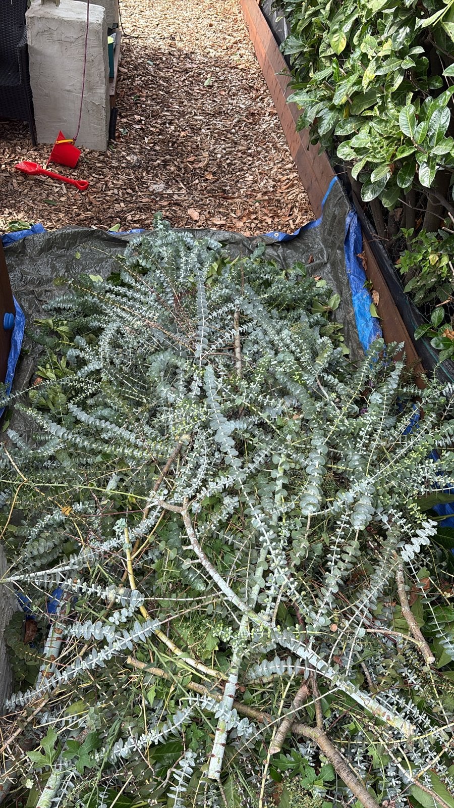 Verse Eucalyptus takken voor bloemschikken en decoratie, Volle zon, Vaste plant, Bloeit niet, Ophalen