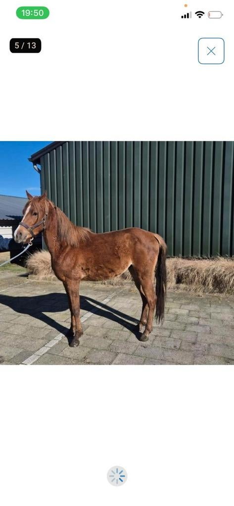 Lieve bijna 3 jarige c pony, Dieren en Toebehoren