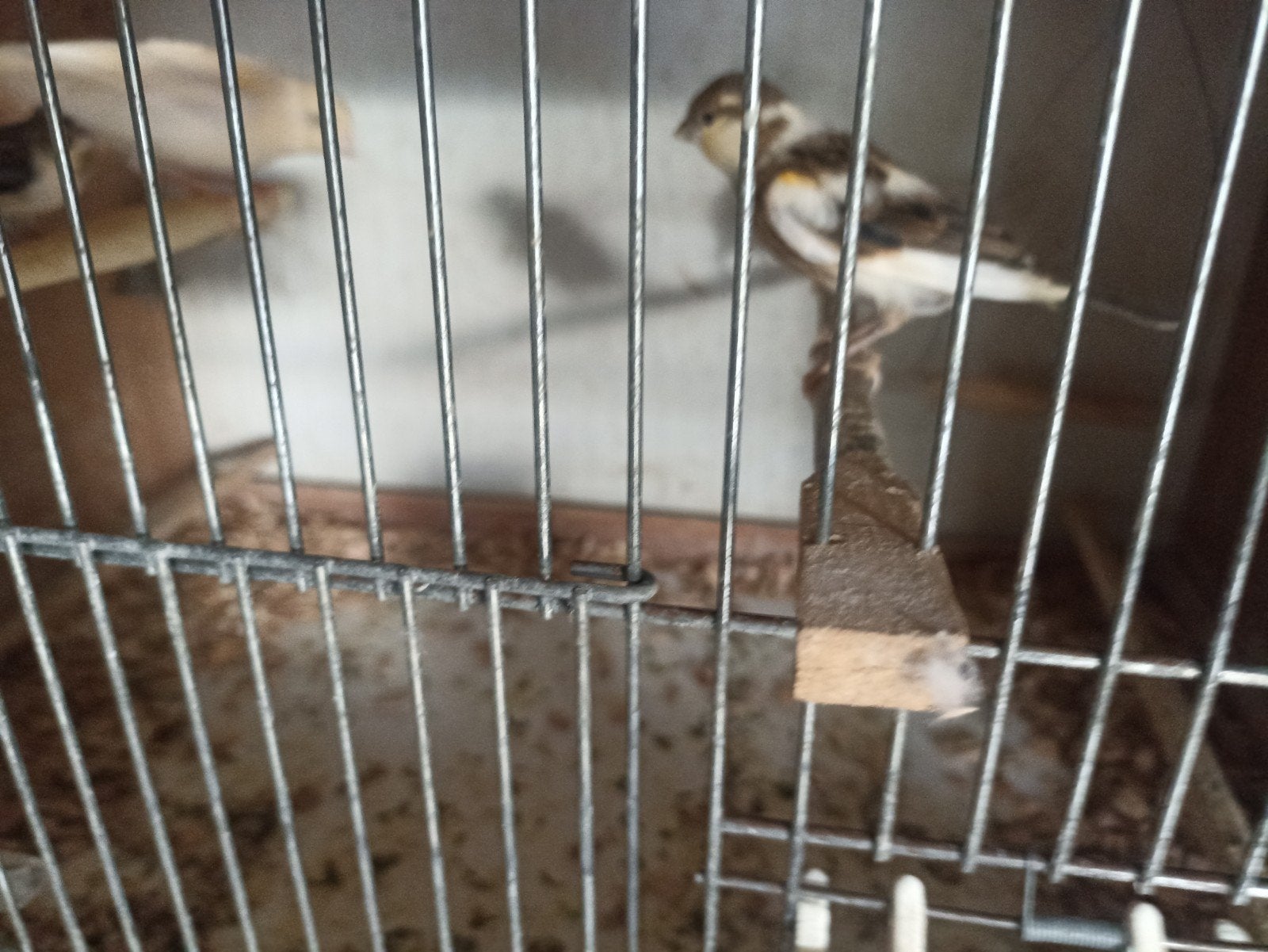 harlekein kanaries, Dieren en Toebehoren, Geslacht onbekend, Zangkanarie
