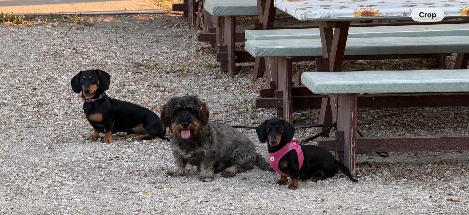 Miniature Teckel 7 maanden oud, Dieren en Toebehoren, Honden | Teckels en Dashonden, Particulier, 15 weken tot 1 jaar, Teef, Dwerg