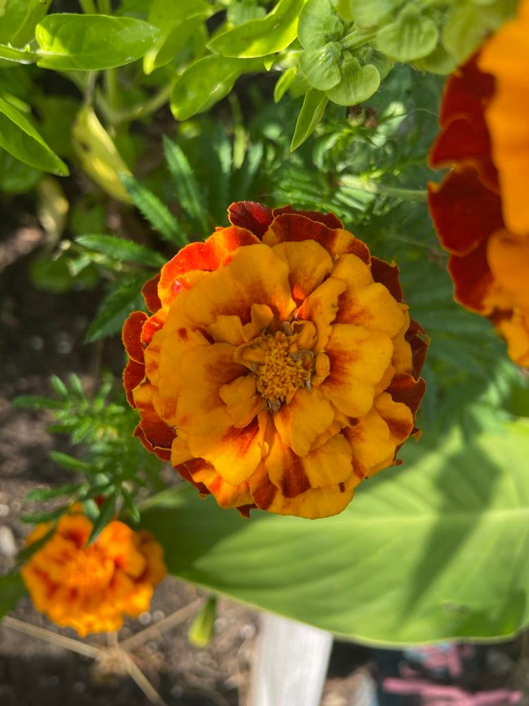 Afrikaantjes (Tagetes) zaden, verschillende kleuren, Ophalen of Verzenden, Voorjaar, Volle zon, Zaad
