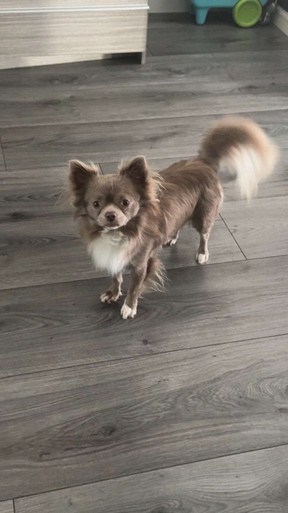 Chihuahua dekreu aangeboden ter dekking (niet te koop!), Dieren en Toebehoren, Reu, 1 tot 2 jaar, Eén hond, Chihuahua