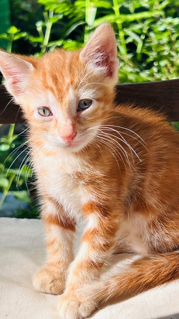 Kittens 1.5 maanden, Dieren en Toebehoren, Katten en Kittens | Raskatten | Korthaar, Meerdere dieren, Gechipt, 0 tot 2 jaar