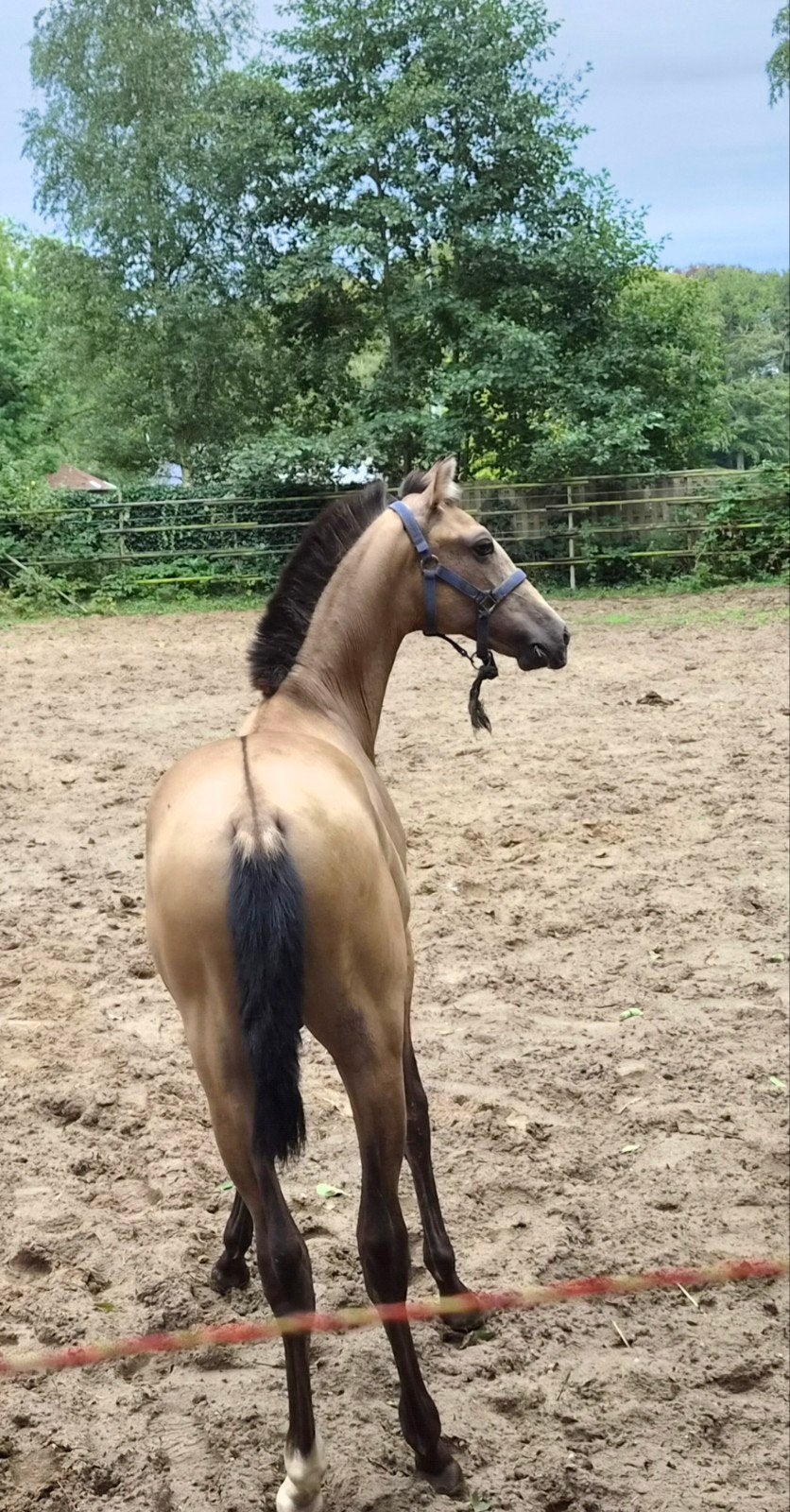 zeer goed bewegende  pre bayo hengst, Dieren en Toebehoren, Paarden, Minder dan 160 cm, Met stamboom, Dressuurpaard, 0 tot 2 jaar