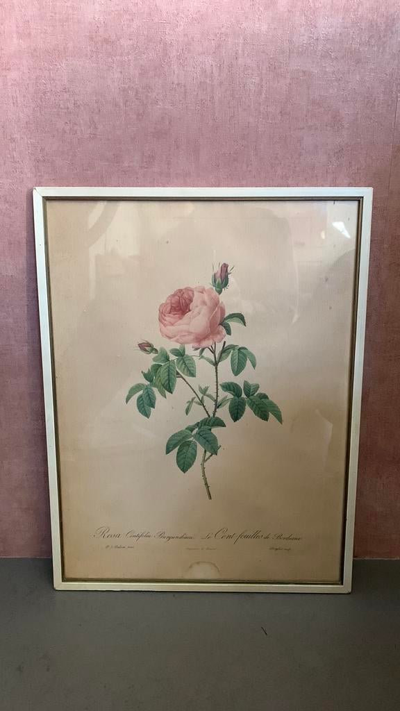 Redoute rozenprint, Ophalen of Verzenden