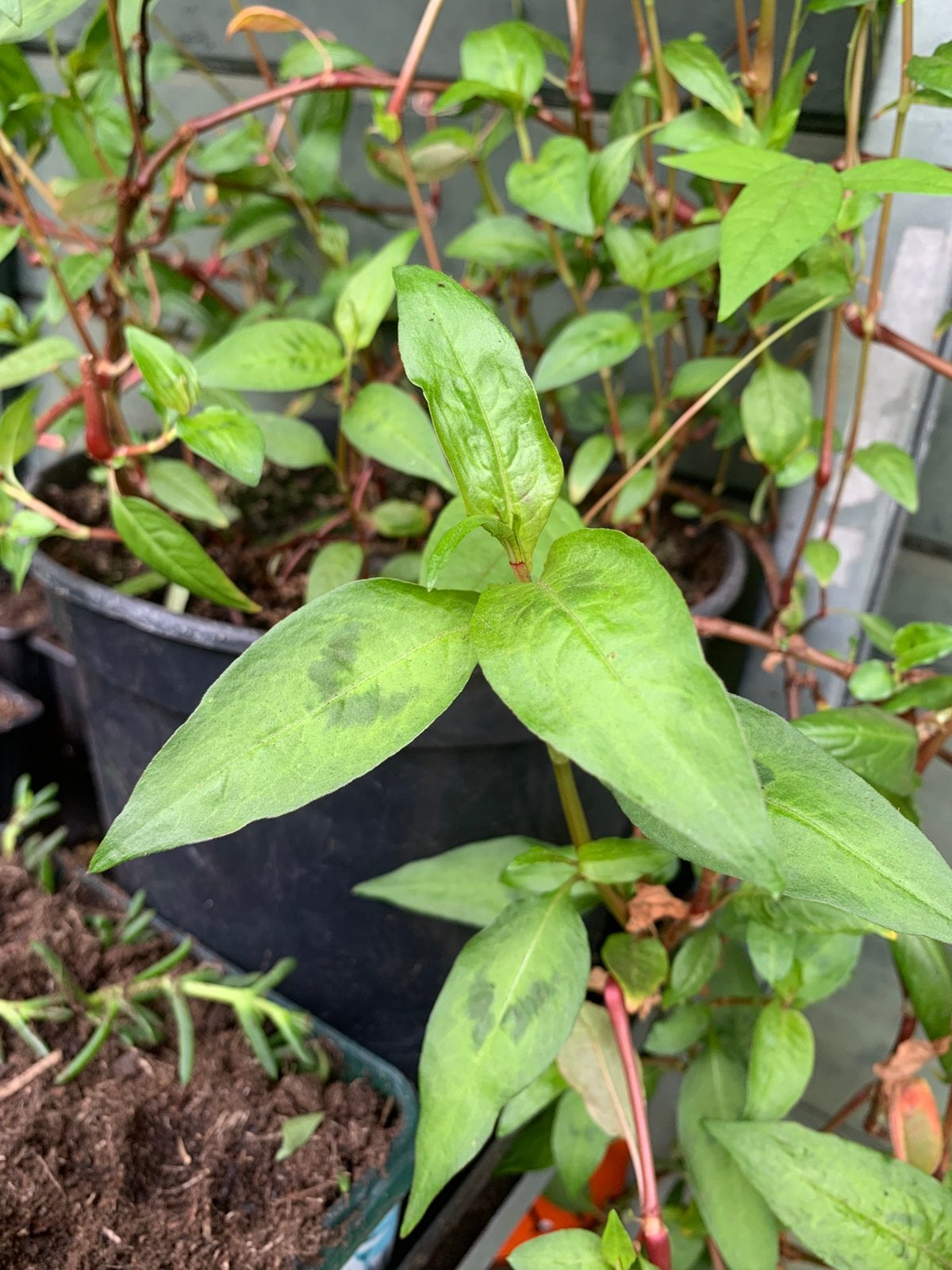Vietnamese koriander (Persicaria odorata),, Ophalen of Verzenden, Volle zon