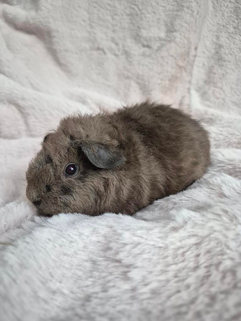 Lief jong US Teddy cavia beertje, Dieren en Toebehoren, Knaagdieren, Mannelijk, Cavia, April