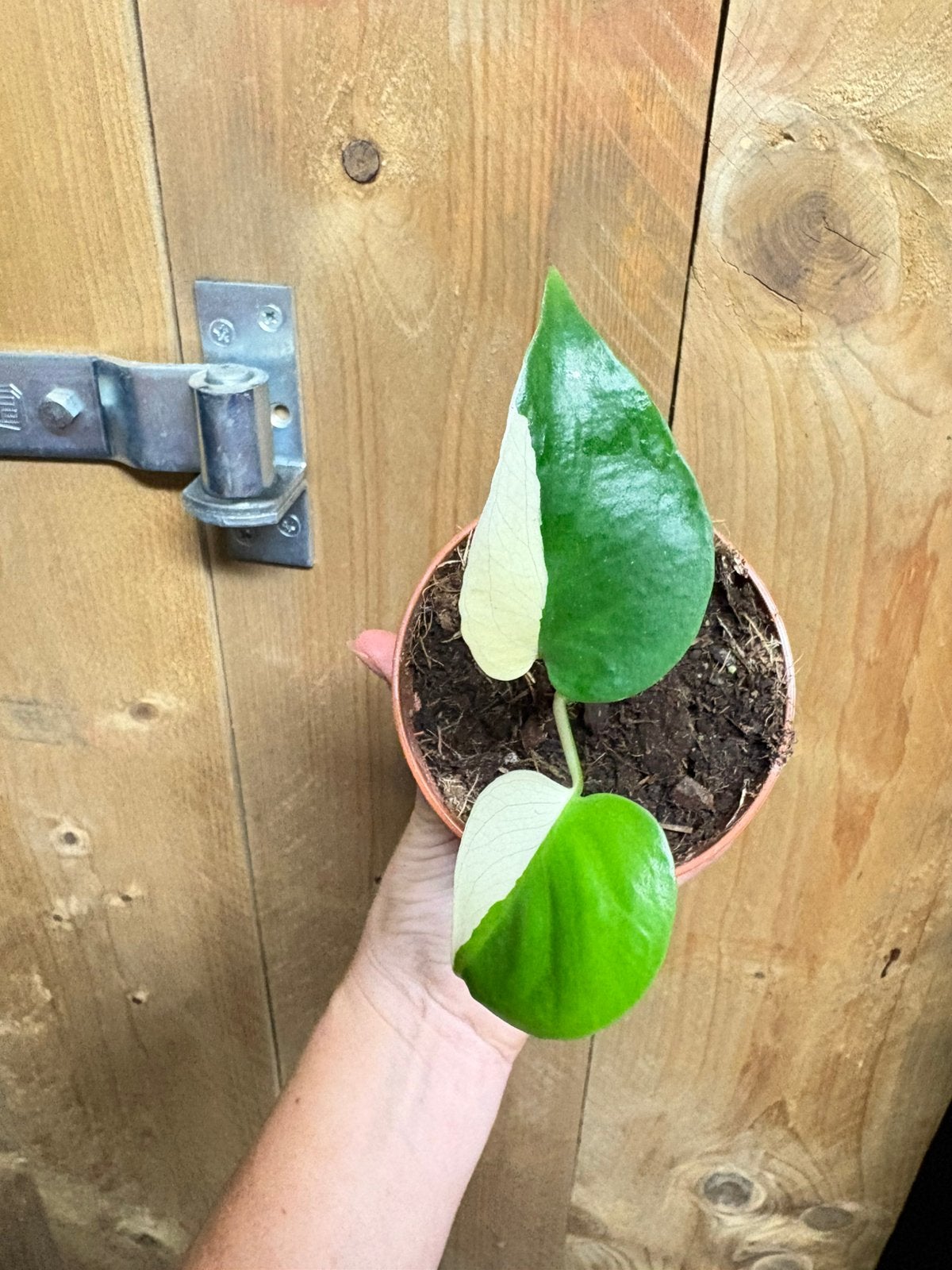 Monstera deliciosa variegata plant albo white wit halfmoon, Ophalen of Verzenden, Halfschaduw, Minder dan 100 cm