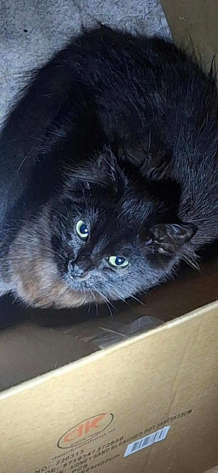 mooi poes te koop !!!, Dieren en Toebehoren