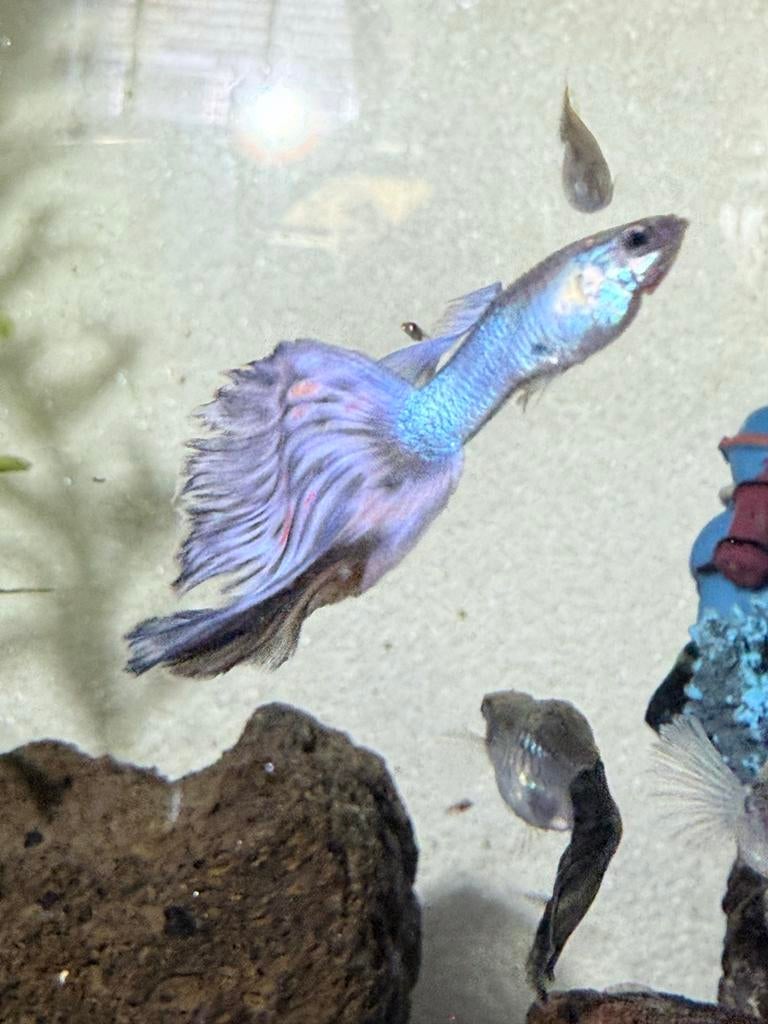 Japan blauw mosic guppys. Inclusief aquarium., Dieren en Toebehoren, Vissen | Aquariumvissen, Vis