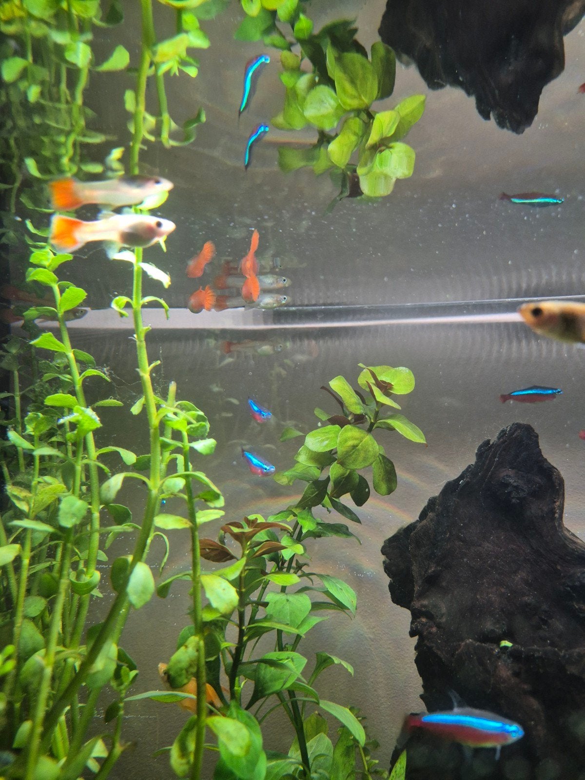 Gezocht vrouwtjes guppy's blond met oranje staart. Flamingo, Vis, Zoetwatervis, Schoolvis