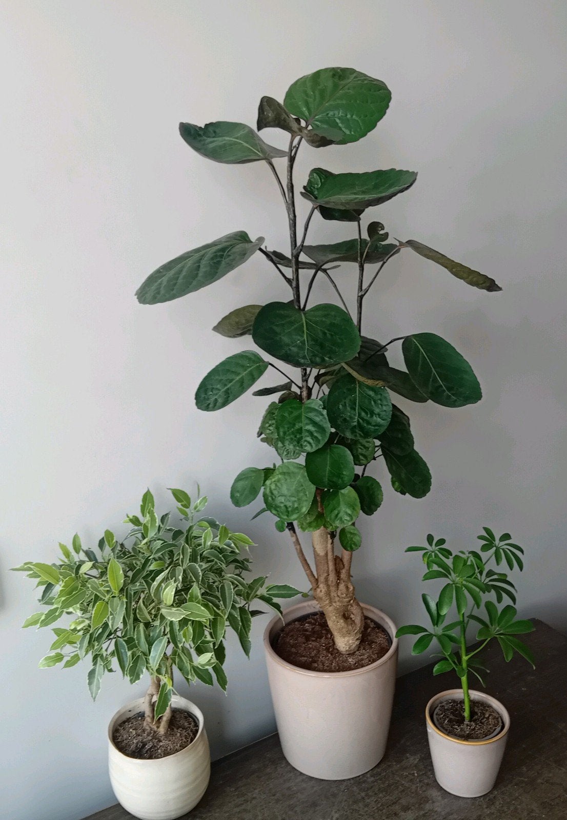 3 kamerplanten 30-80cm   eventueel sierpotten erbij voor €15, Ophalen, Overige soorten, Halfschaduw, In pot