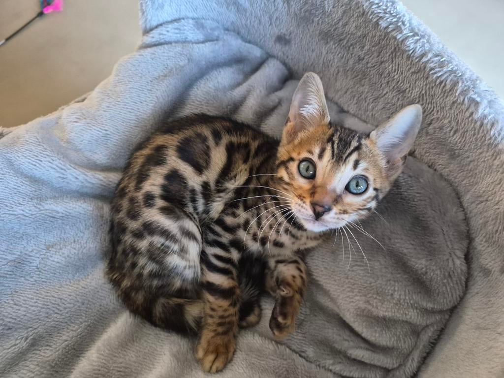 Bengaal kitten katertje mag direct verhuizen..., Dieren en Toebehoren, Katten en Kittens | Overige Katten, Kater