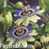 Passiebloem, Ophalen, Volle zon, Vaste plant, Klimplanten