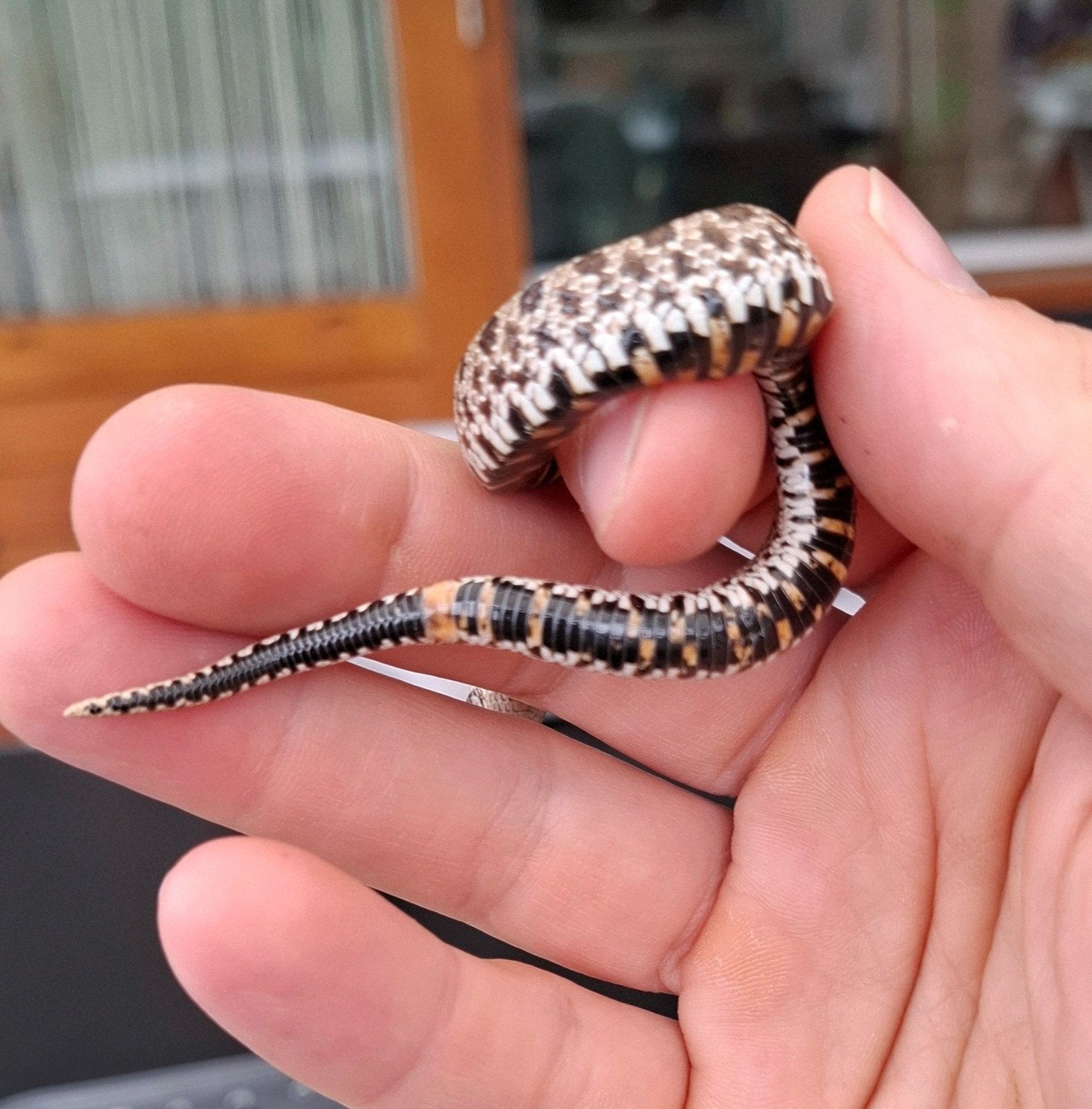 Haakneusslang baby, heterodon nasiscus, hognose. Wildkleur. Hognose Snake photo 4