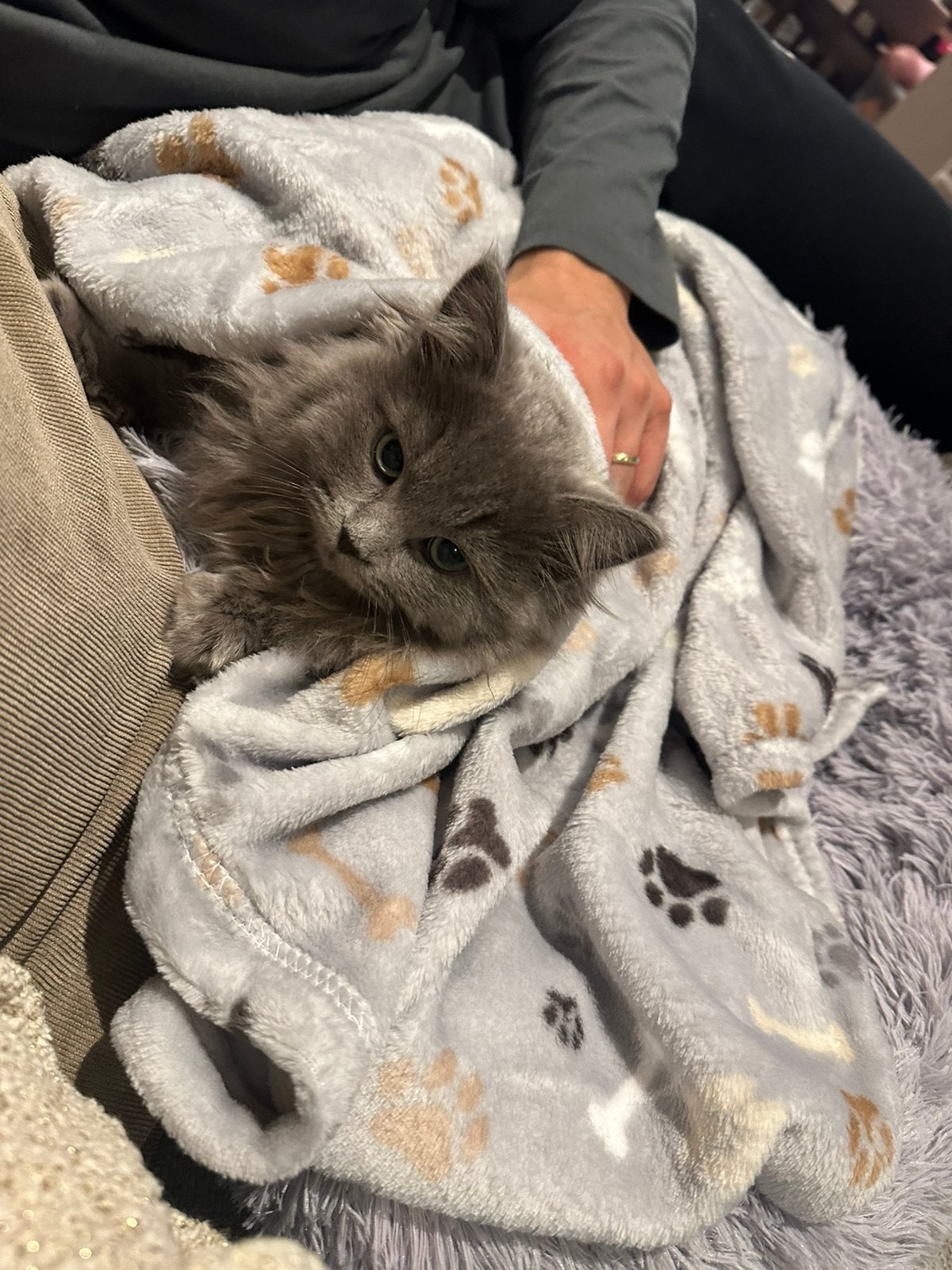Sibirische poes 1 jaar, Poes, Gechipt