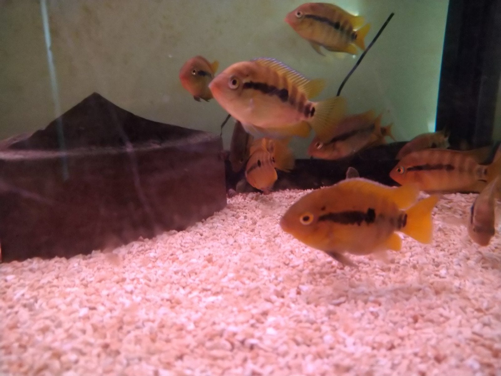 Ca. 20 Mid. Am. regenboog Ciclides Herotilapia Multispinosa, Vis