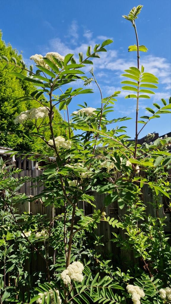 Sierlijke Lijsterbes, Volle zon, Vaste plant, Lente, Ophalen