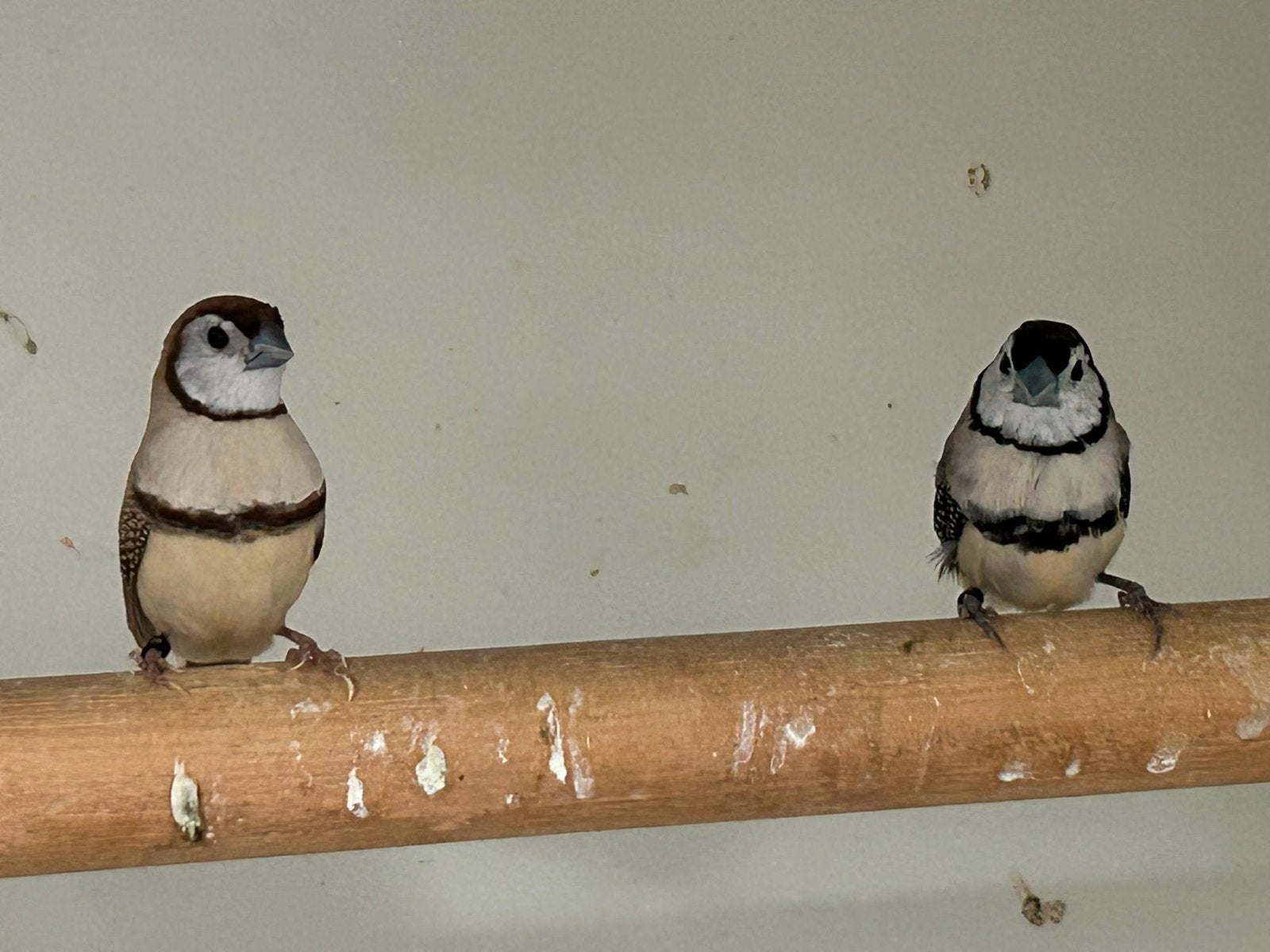 Koppeltje bichenow astrildes, Dieren en Toebehoren, Vogels | Overige Vogels, Meerdere dieren