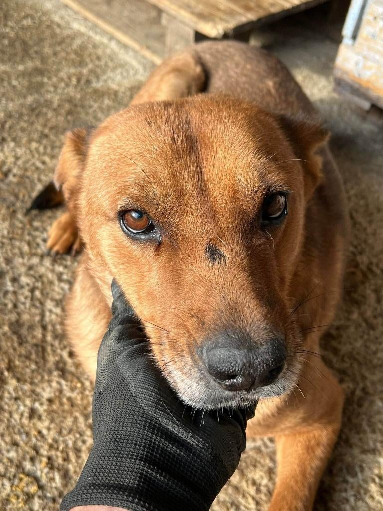 Sawyer lieve senior reu, Dieren en Toebehoren, 6 jaar of ouder, Particulier, Reu, Buitenland