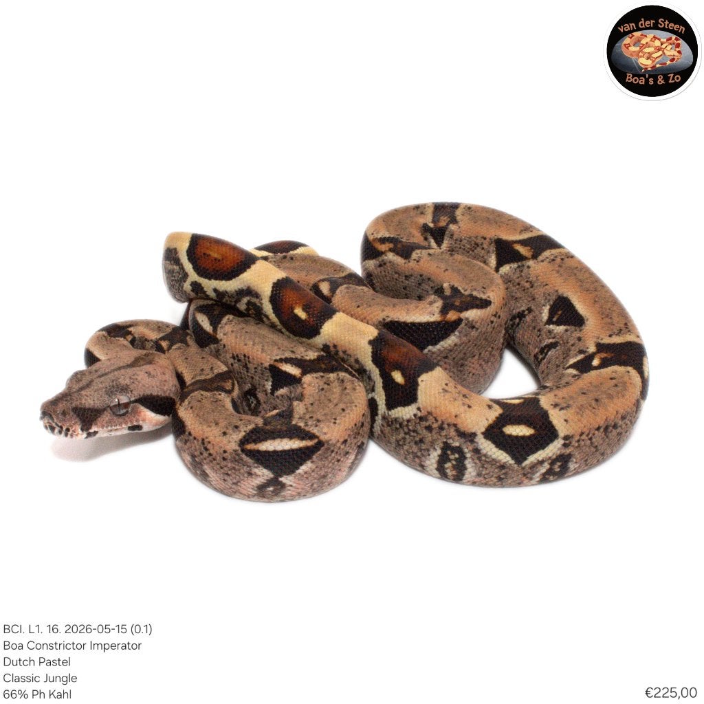Boa Constrictor Imperator Litter 01 2026 Boa Constrictor photo 12