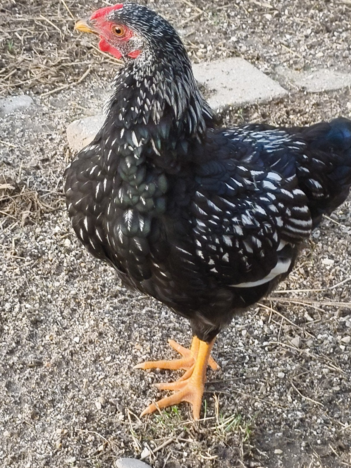 Wyandotte x Barnevelder kriel haantje. gratis., Mannelijk, Kip