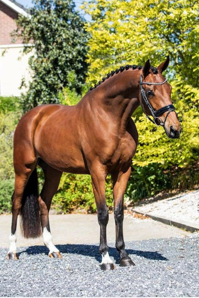 Voorlopig keur fokmerrie Ferdeaux x Krack C, Merrie, Dressuurpaard