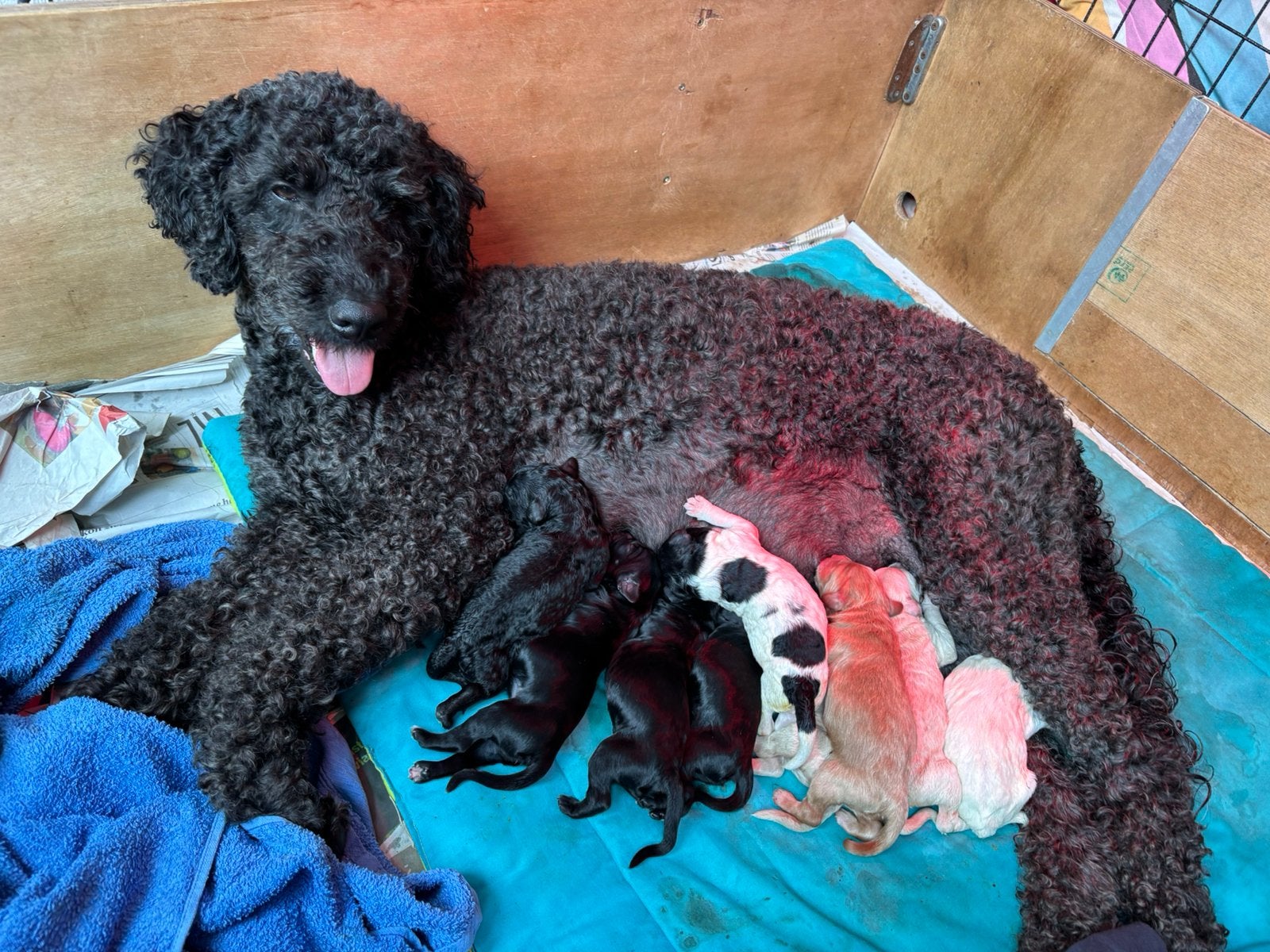 Australian goldendoodle pups, Reu, 8 tot 15 weken, Parvo, Meerdere