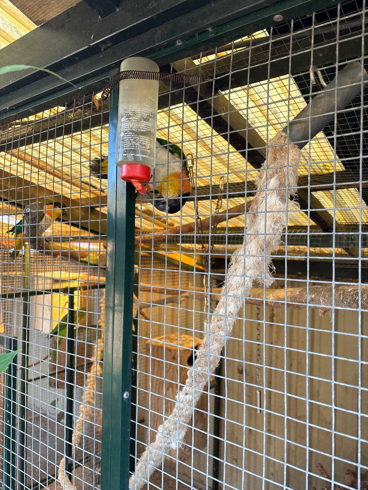 Zwart kop caique, Dieren en Toebehoren, Vogels | Parkieten en Papegaaien, Meerdere dieren, Papegaai, Geringd