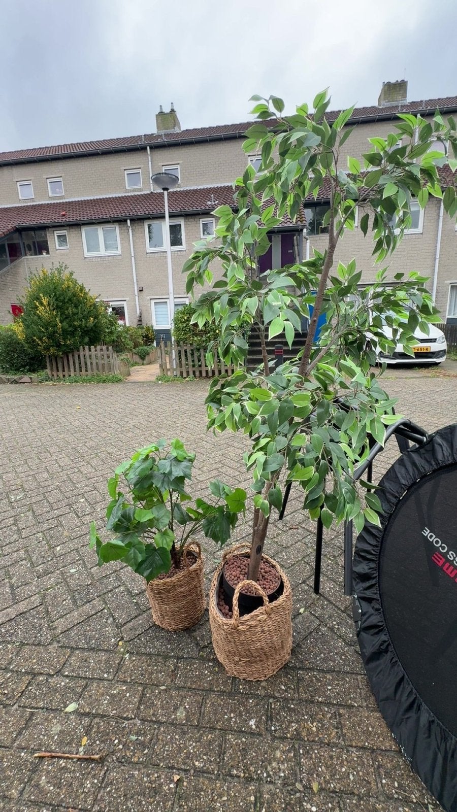 Nep planten met potten, Overige soorten, Minder dan 100 cm, Ophalen, Volle zon